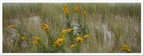 Goldenrod